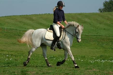 Tysk Sportspony Shadow 79 {Solgt}  - Sidste tur igen .  billede 3