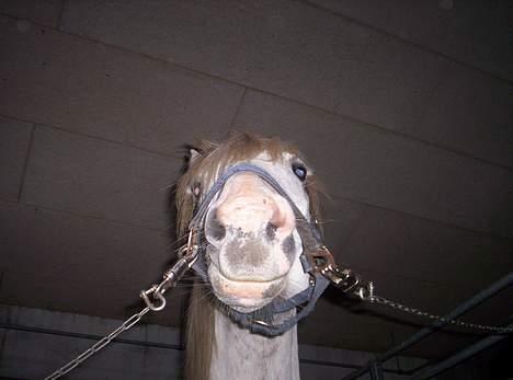 Tysk Sportspony Shadow 79 {Solgt}  - Shadow på staldgangen på Stald Rønbjerg (: billede 4