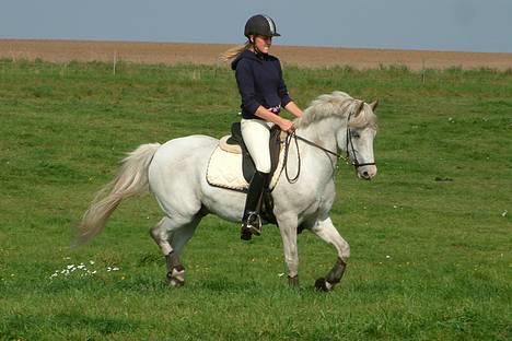 Tysk Sportspony Shadow 79 {Solgt}  - Shadow&Jeg igen , for sidste gang ! <3 billede 6