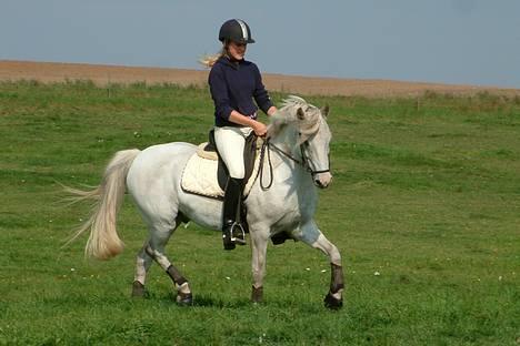 Tysk Sportspony Shadow 79 {Solgt}  - Shadow&Jeg <3 16 sep 06 billede 7