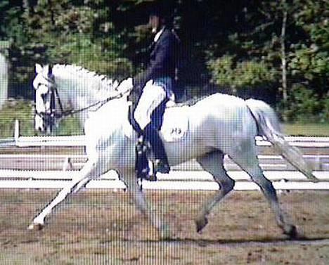 Tysk Sportspony Shadow 79 {Solgt}  - Shadow&Jeg på mors 04 igen . Super godt stævne (: billede 9