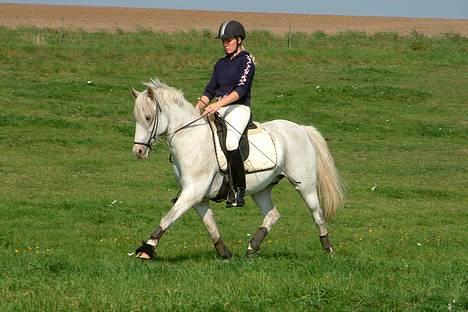 Tysk Sportspony Shadow 79 {Solgt}  - Shadow <3 Savner ham forfærdeligt meget ! )´: billede 10