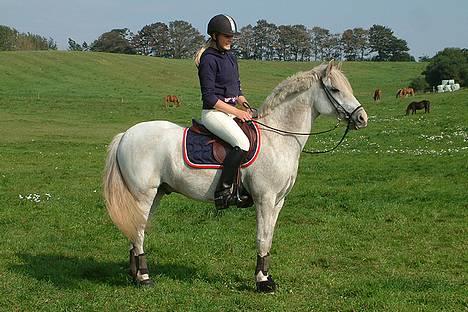 Tysk Sportspony Shadow 79 {Solgt}  - Vil aldrig glemme dig , dejligste pony <3  billede 11