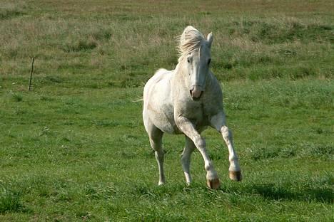 Tysk Sportspony Shadow 79 {Solgt}  - Shadow færdig efter vores sidste tur sammen :)  billede 13