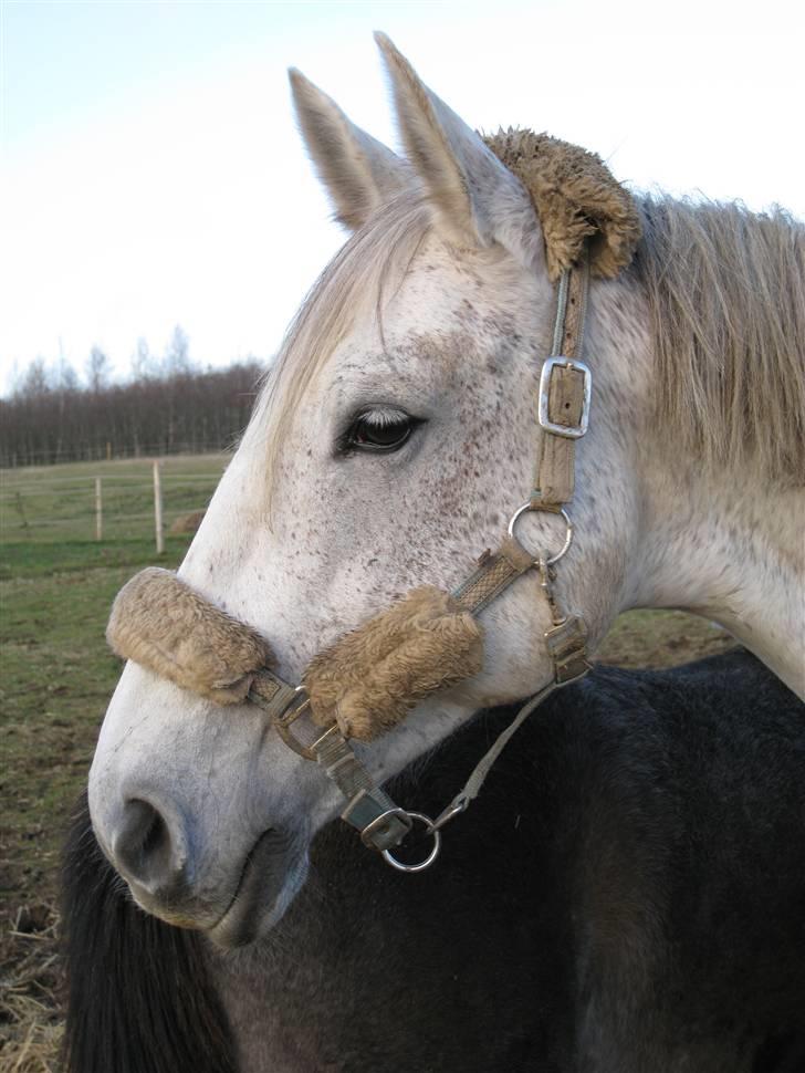 Dansk Varmblod Skovgaardens Bonnie billede 11