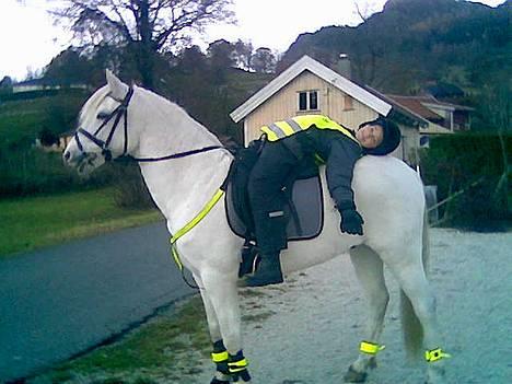 Tysk Sportspony Shadow 79 {Solgt}  - Shadow oppe i Norge sammen med hans nye ejer Louise :)  billede 14