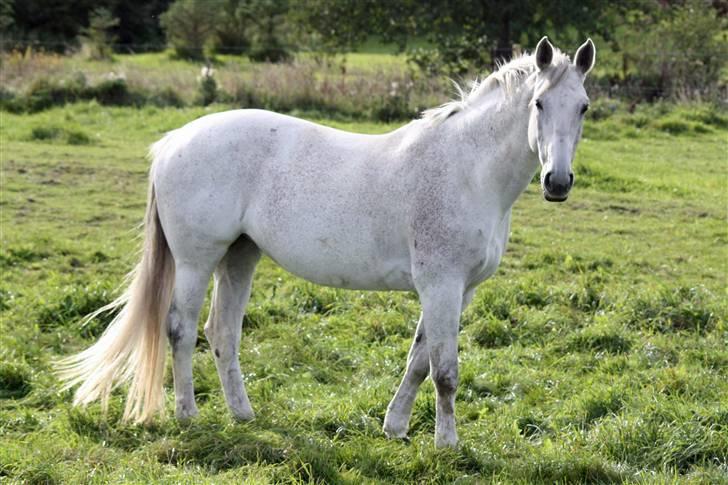 Dansk Varmblod Skovgaardens Bonnie billede 12