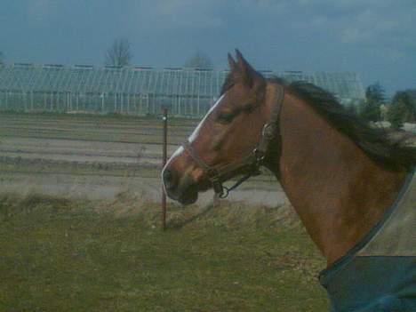 Anden særlig race Samson Solgt - skal lige til at vrinske haha billede 19