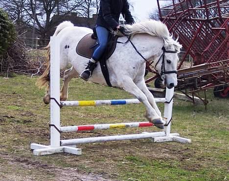 Connemara Skousboe Amazing Grace +  - Her springer jeg 50 på søde Grace, ikke så højt endnu, men det kommer, hun skal jo lige trænes op først.    ;-) billede 1