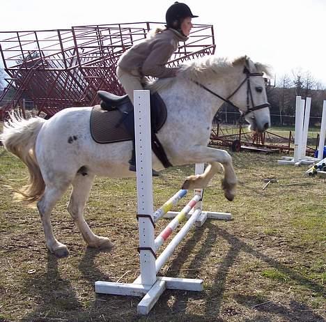 Connemara Skousboe Amazing Grace +  - Her er det vores ridepige Pernille der springer 40 cm på lille tykke Grace      ;-) billede 2