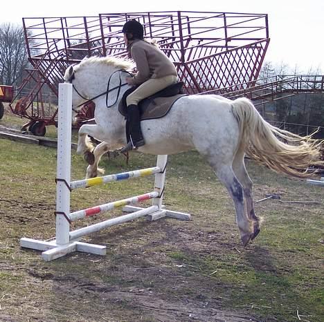 Connemara Skousboe Amazing Grace +  - Endnu en gang Pernille der springer Grace 45 cm  billede 5