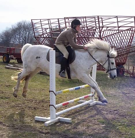 Connemara Skousboe Amazing Grace +  - Ja Pernille igen igen hi hi stadig 45 cm billede 6