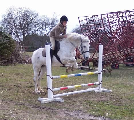 Connemara Skousboe Amazing Grace +  - Pernille springer, nu er det lige blevet sat lidt op til 50 cm billede 7