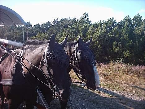 Oldenborg lasse  `` R.I.P `` - lasse er ham med den store blis billede 1