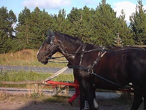 Oldenborg lasse  `` R.I.P `` - her er vi på rømø på arbejde billede 2
