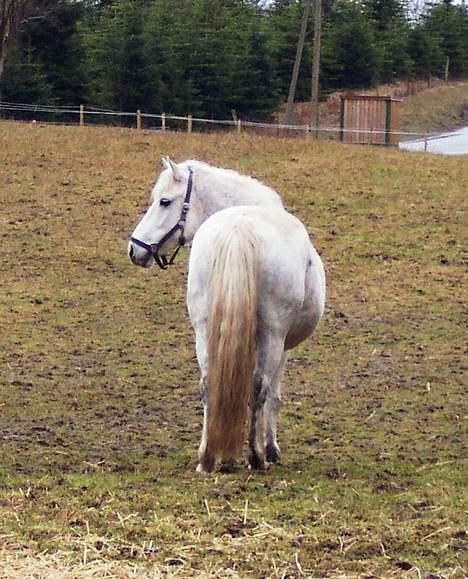 Connemara Skousboe Amazing Grace +  - "Hva, hvad laver du deromme, kom og få noget at spise." billede 9