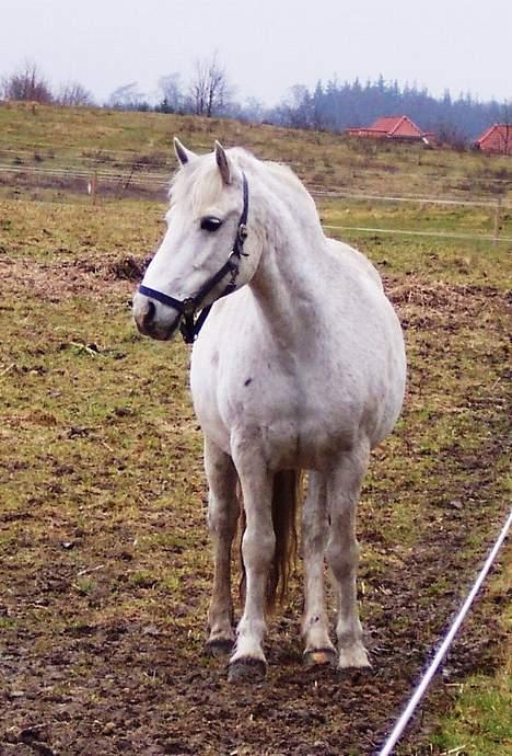 Connemara Skousboe Amazing Grace +  - "Hva kommer du ????" billede 10