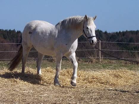 Connemara Skousboe Amazing Grace +  - "Jjjjaaaaaa nu skal jeg bare ud og ride..... ha det skal i andre bare ikke." billede 11