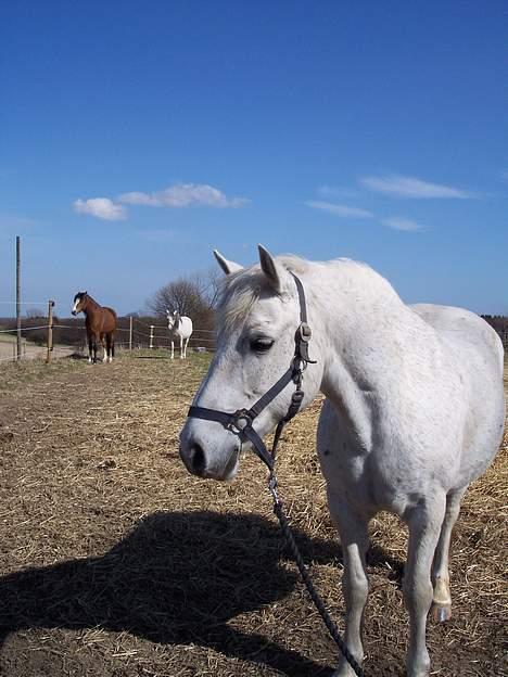 Connemara Skousboe Amazing Grace +  - Øh... nu kommer de andre, men det er altså mig der skal ind. De kommer da også altid på det forkerte tidspunkt." billede 13