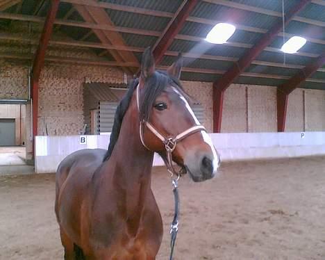 Connemara Hovfelds Cover Girl - her er cover.. et af de sidste billeder jeg har af hende. billede 11