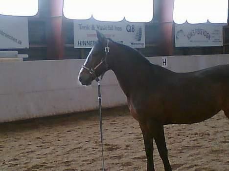 Connemara Hovfelds Cover Girl - cover... savner hende billede 12