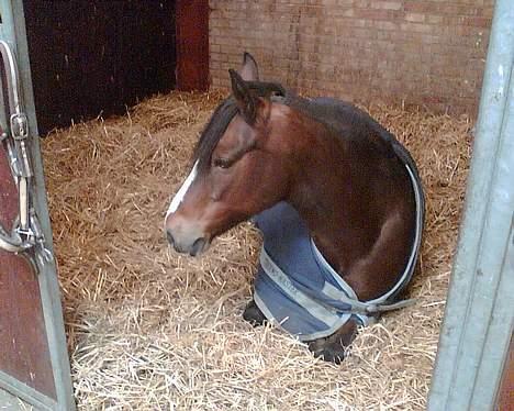 Connemara Hovfelds Cover Girl - cover.. hun er hvist lidt trat... det er også kl. 06.00 om morgenen.. billede 13