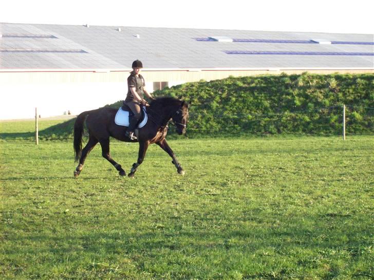 Anden særlig race Phyrus billede 2