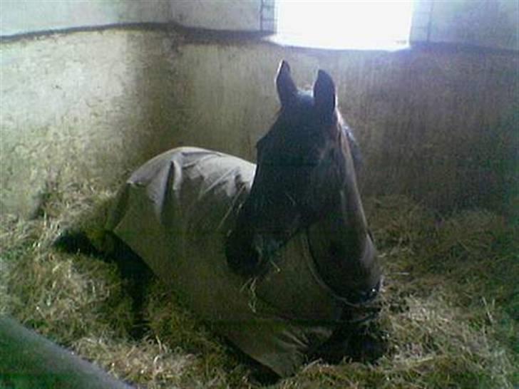 Anden særlig race Phyrus - Er altså træt. billede 3