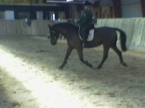 Anden særlig race Phyrus billede 4