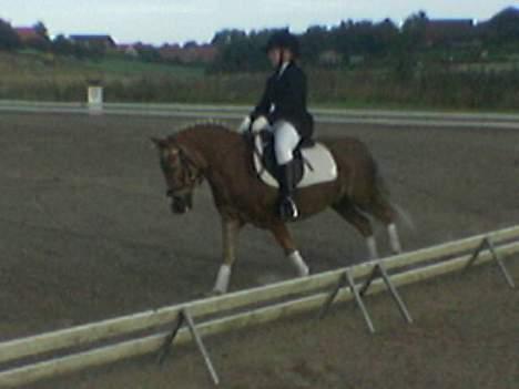 Anden særlig race Bobby Hill - Nibe cup... på banen billede 12