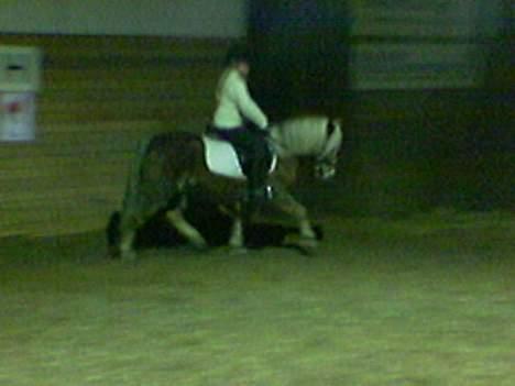 Anden særlig race Bobby Hill billede 13