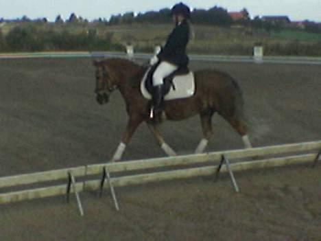 Anden særlig race Bobby Hill billede 14