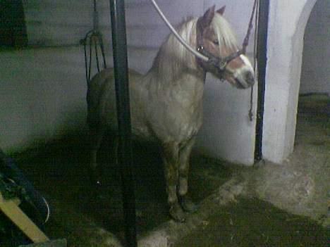 Anden særlig race Bobby Hill billede 15