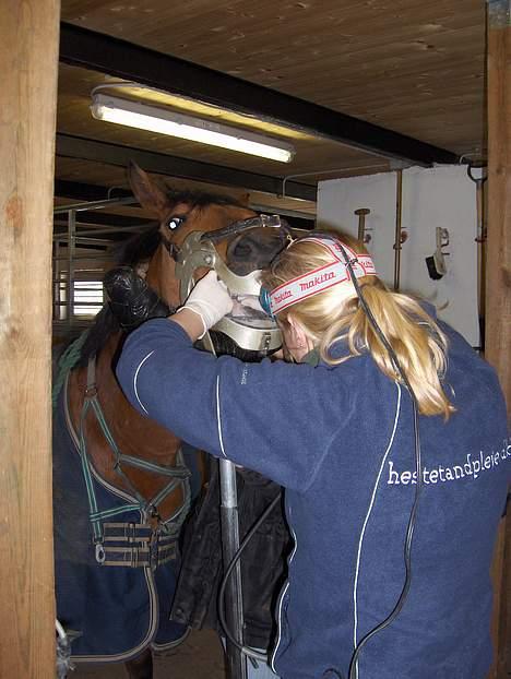 Sportsaraber (A) Paw - Så er vi til tandlæge... Paw synes ikke det var spor sjovt... det krævede meget bedøvelse at overtale ham... billede 17