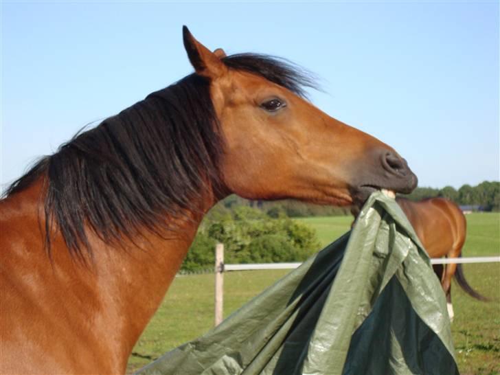 Sportsaraber (A) Paw - Paw hjælper med at brede presseningen ud... billede 18