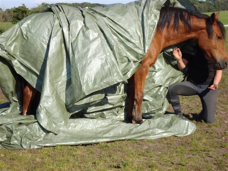 Sportsaraber (A) Paw billede 19