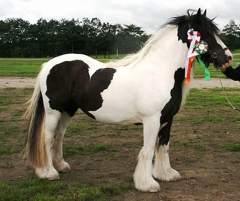 Irish Cob Axelvedgård's Jezebel - 1. Premium, STER og Champion 2006 billede 20