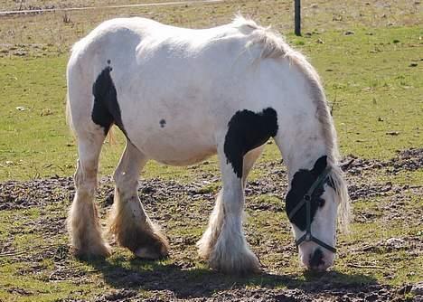 Irish Cob Irish Silver Mane  billede 18