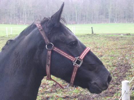 Hollandsk Sportspony Blacky<3 solgt - juledag 2007, uhh.. Hvad er det? En af de tossede hunde?,  Jaah<3 billede 2