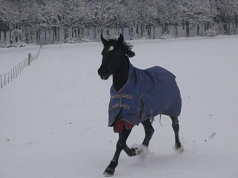 Hollandsk Sportspony Blacky<3 solgt - D. 23.02.2007 Så kom der endelig sne i Danmark,Hun strækker sit ben<3 billede 4