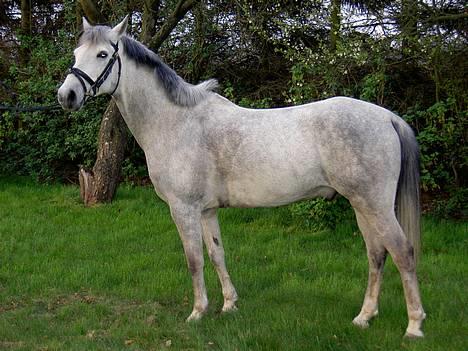 Anden særlig race Mirco(solgt) - 1) Mirco ude i haven. billede 1