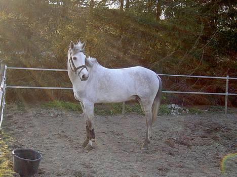 Anden særlig race Mirco(solgt) - 2) Mirco<3 billede 2