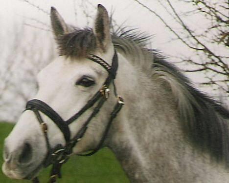 Anden særlig race Mirco(solgt) - 3) Mirco ved Maria Bro(hende der havde ham før) billede 3