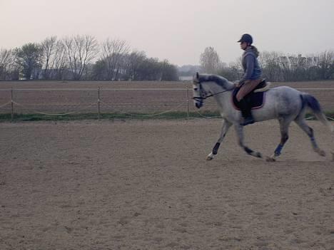 Anden særlig race Mirco(solgt) - 4) Mirco rider dressur billede 4