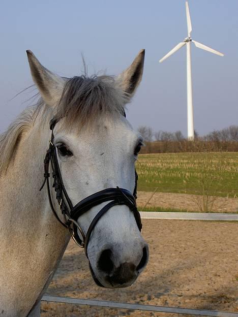 Anden særlig race Mirco(solgt) - 6) Mirco<3 billede 6