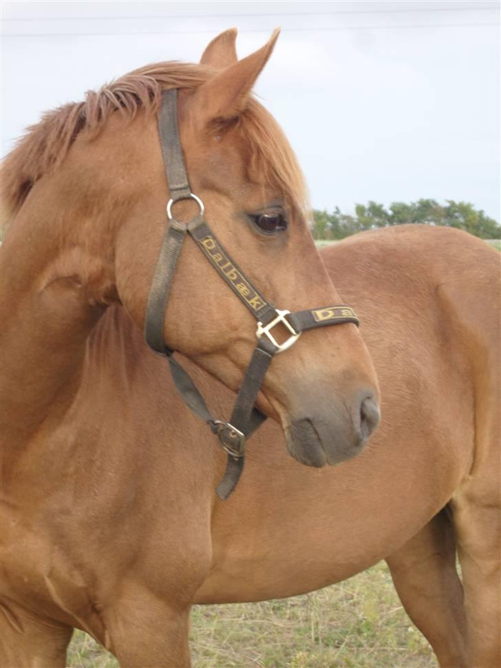 Tysk Sportspony Lex 35  - den smukke på marken 7/7-08 billede 14