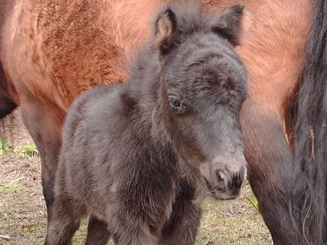 Miniature black speedy "solgt" - Er jeg ikke bare sød... billede 2