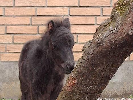 Miniature black speedy "solgt" - haløjsa her er jeg billede 5