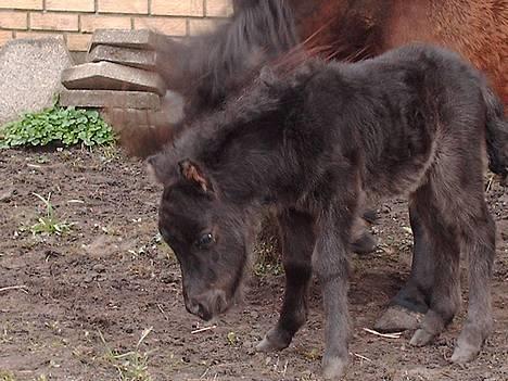 Miniature black speedy "solgt" - hvad søren er det??? billede 7