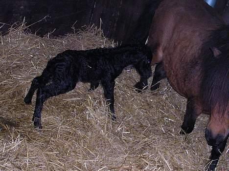 Miniature black speedy "solgt" - så kom jeg endelig op.... billede 8